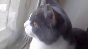 кот говорит с птицами