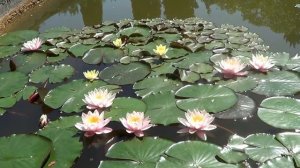 Кувшинки и лягушки / Water lilies and frogs