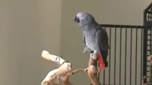 Попугай танцует и поет