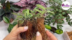 100 % ИДЕАЛЬНЫЙ ГРУНТ ДЛЯ КОМНАТНЫХ РАСТЕНИЙ/ ХОЙИ.