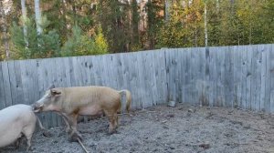 Свинья в охоте The ping line естественное размножение свиней