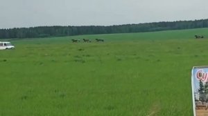 Сурхарбан2022. 2й заезд, рысаки 2х лет..