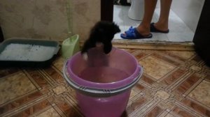 самый прелестный котенок! the most adorable kitten ! funny video!