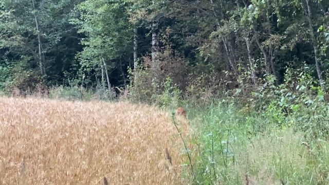 Охота - Шестой Выход На Охоту на Косулю с Мелкашкой смотреть онлайн