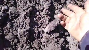 СКАУТ Т-18, ДОВСХОДОВАЯ ОБРАБОТКА КАРТОФЕЛЯ СЕТЧАТОЙ БОРОНОЙ.