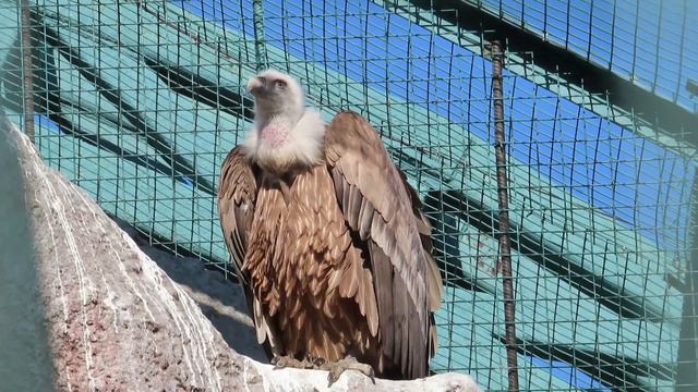 №3471 05 05 2023 Хищные птицы смотреть онлайн