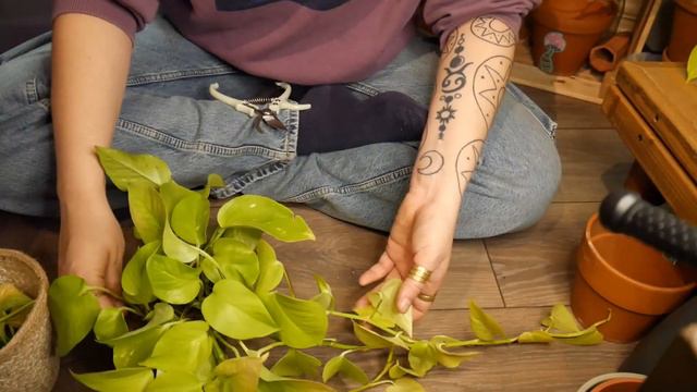 Saving sun bleached Neon Pothos, repotting BIG Philodendron Imperial Green and more! смотреть онлайн