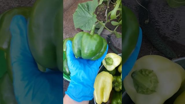 Урожай перца собираю вёдрами.