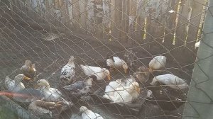 Чтобы утки не болели выполняйте это условие