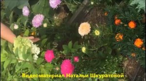 Как выглядит цветущая Хризантелла у цветоводов.