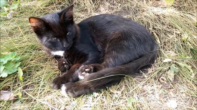 Отдам черного котенка, котик, возраст 3 месяца. Красноярск смотреть онлайн