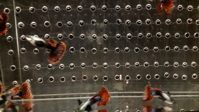 Гуппи Platinum Red Mosaic Big Ears Большие уши г.Самара skozev78@gmail.com смотреть онлайн