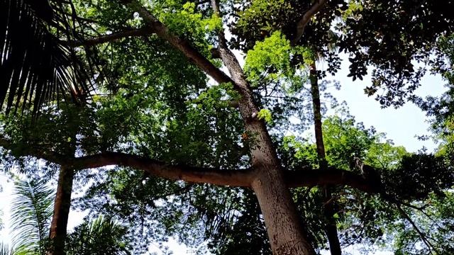 ИСПАНИЯ. ТЕНЕРИФЕ. КРАСИВОЕ МЕСТО В САНТА- КРУС, ПАРК ГАРСИЯ САНАБРИЯ! смотреть онлайн