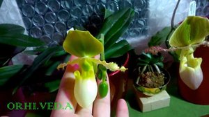 Пафиопедилум ПИНОККИО_ Основы ухода