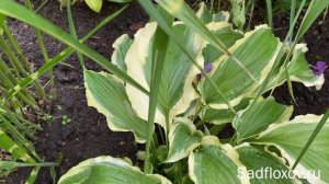 Хоста для тенистых мест, хоста Tropical Dancer (Тропикал Денсер) в моем саду