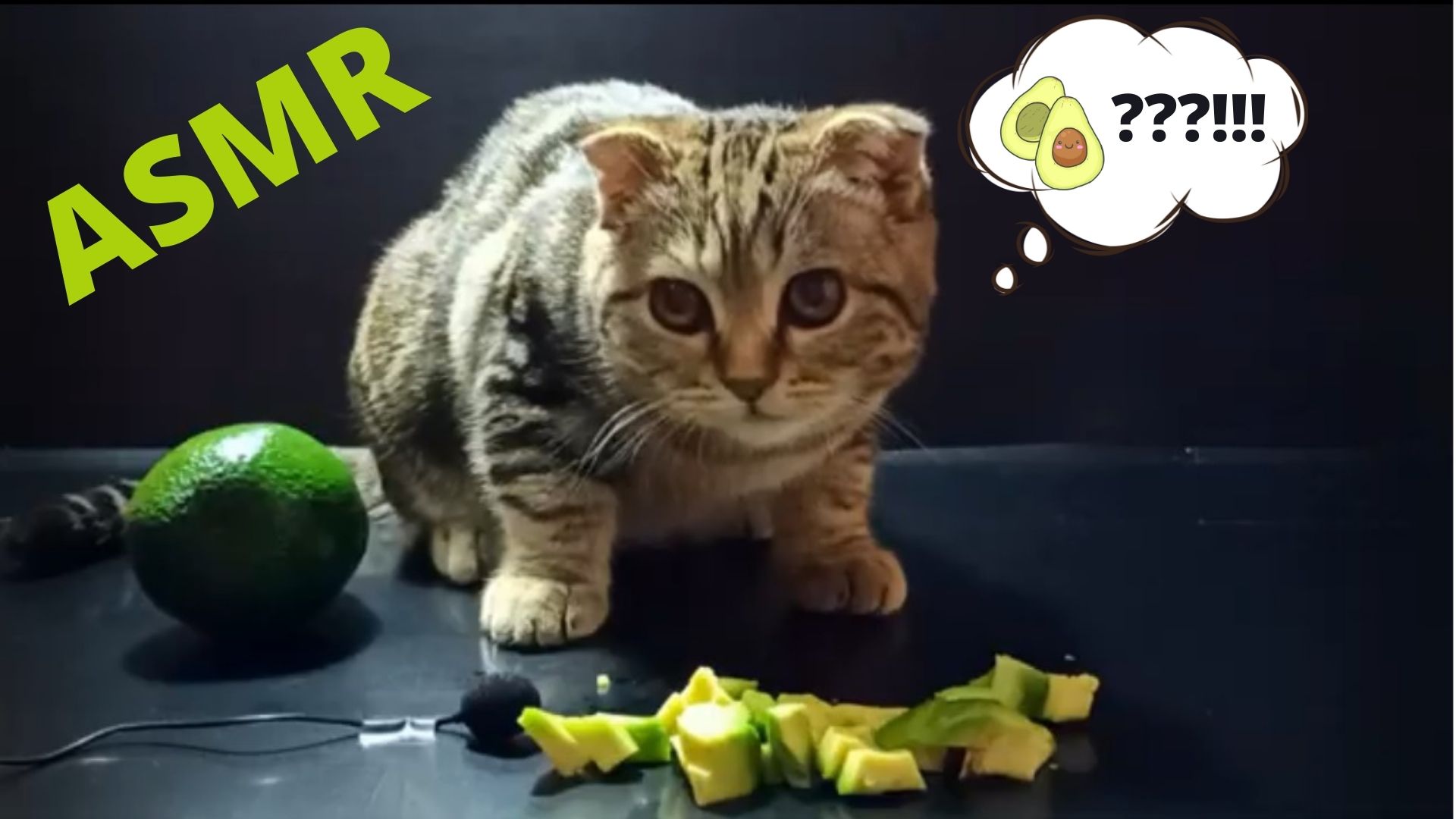 Котенок ест авокадо ASMR