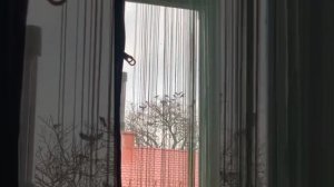 Крюгерка 300 булка