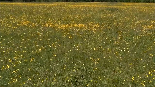 Поле жёлтых цветов. Всё живое смотреть онлайн