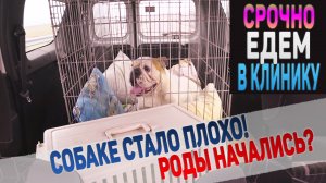 Последний День Беременности у Собаки Породы Английский Бульдог