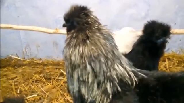 шелковые куры смотреть онлайн