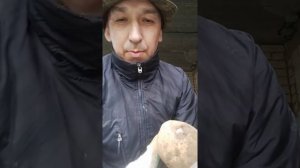 Кто поедает клубни картофеля? Неожиданный вредитель!