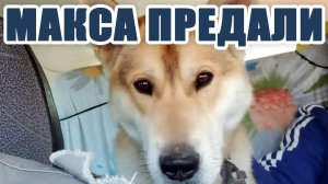 МАКСА ПРЕДАЛИ! Двуногие "сдали" малыша как ненужную вещь.. Спасибо, что не выбросили на улицу..