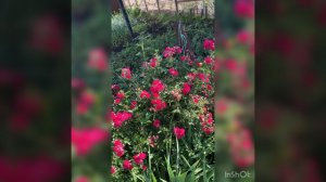 09-08-2024 Конец июля время цветения многолетников