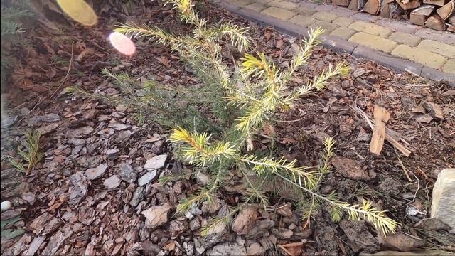 Розпаковка рідкісних хвойних рослин. Короткий огляд - Pinus ponderosa penaz - Cedrus Vink's Golden смотреть онлайн