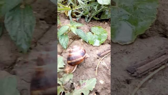 на даче Виноградная улитка 23 06 2018