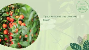 When Do Kumquat Trees Bear Fruit