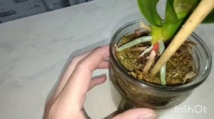 Адаптация и реанимация орхидеи Фуллерс Саншайн (Fullers Sunshine)