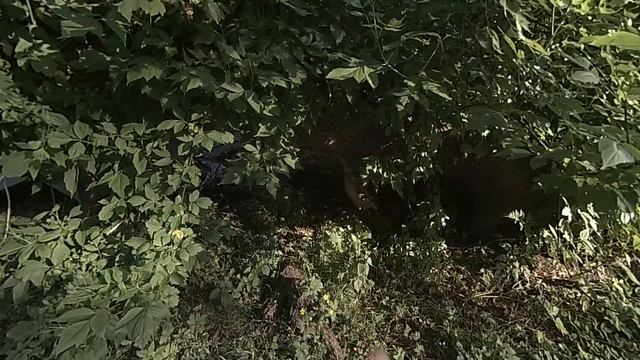 ? УЕХАЛИ В СКАЗКУ??? ✨ Поездка с семьей на Кудыкину гору ✨ Irina Spring Vlogs ? смотреть онлайн