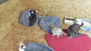 ПОЧЕМУ наши щенки ЧИХУАХУА стоят ДОРОГО ? / ПРОДАЮ чихуа за 35 000 РУБЛЕЙ / В продаже 9 щенков чиху