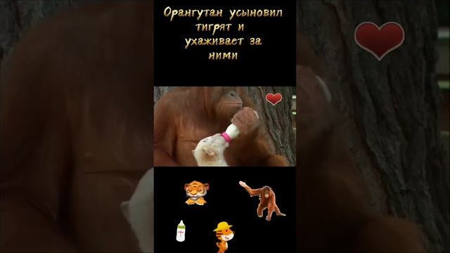 Орангутанг усыновил тигрят.mp4