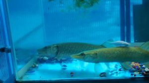 ЩУКА в АКВАРИУМЕ.الصيد,КОРМЛЕНИЕ ЩУКИ ДОМА ЩУКА, рыбалка,pike in the aquarium,Find Fish Underground