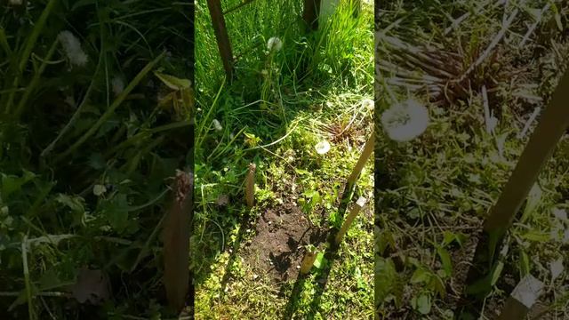 Хобби, часть 4, проращиваю грецкий орех 🌰, обзор спустя год, орех перебрался на улицу 25.06.23 смотреть онлайн