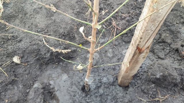 САЖЕНЦЫ ОТ "МИР САДОВОД", ПОСАДКА! смотреть онлайн