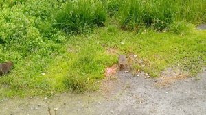 Быстро от Мышей и Крыс избавиться раз и навсегда! От мышей дома, квартиры, гаража, дачи. Нет мышей!