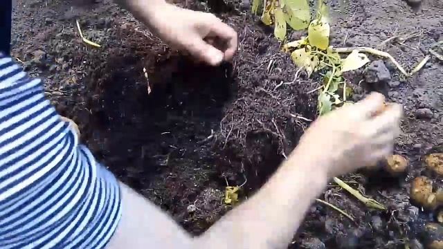 Картошка в ведре смотреть онлайн