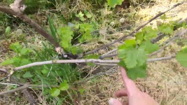 Срочно осмотрите  ВИНОГРАД  ЗУДЕНЬ или ВОЙЛОЧНЫЙ клещ !!! Проведение работ МАЙ .