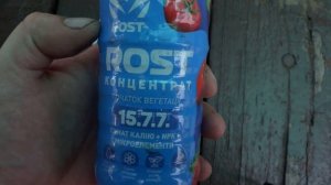 Хлороз винограда и молодые саженцы
