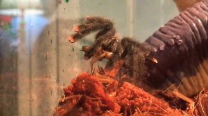 Petunia the Pink Toed Tarantula’s FIRST meal!