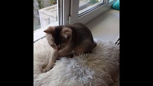 Любимая подушка