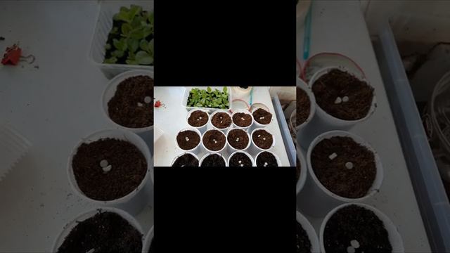 Рассаживаю сеянцы глоксиний . Сеянцам месяц.