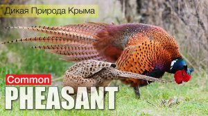 Фазан ухаживает за самочкой. Птицы Крыма. Common pheasant