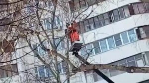 Пилят деревья в Москве