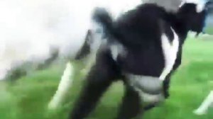 Большие яйца