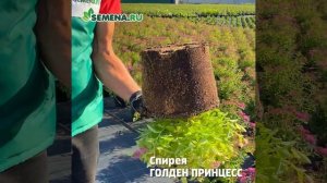 Спирея Голден Принцесс