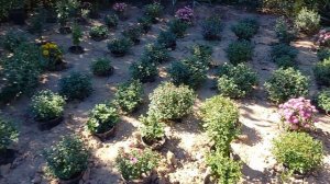 Индийские хризантемы после пересадки в 2л горшки.