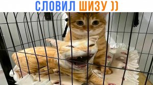 ДУРИК ))) | Приколы с котами | Мемозг 1482